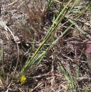 Lomandra bracteata at Latham, ACT - 1 Sep 2024 12:10 PM