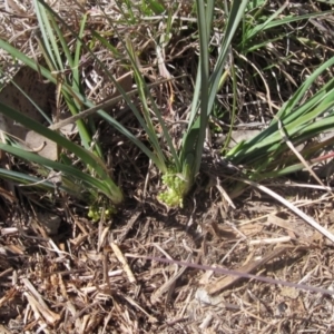 Lomandra bracteata at Latham, ACT - 1 Sep 2024 12:10 PM