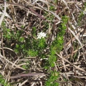 Asperula conferta at Latham, ACT - 1 Sep 2024