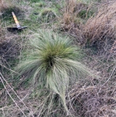 Nassella trichotoma (Serrated Tussock) at Watson, ACT - 2 Sep 2024 by waltraud