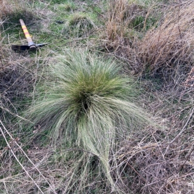 Nassella trichotoma (Serrated Tussock) at Watson, ACT - 2 Sep 2024 by waltraud