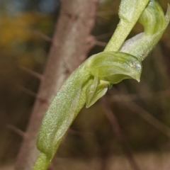 Hymenochilus cycnocephalus (Swan greenhood) at Cowra, NSW - 30 Aug 2024 by RobG1