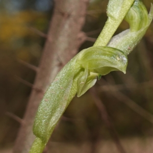 Hymenochilus cycnocephalus at Cowra, NSW - suppressed