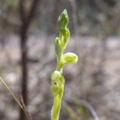 Hymenochilus cycnocephalus at Cowra, NSW - suppressed