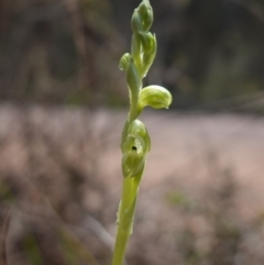 Hymenochilus cycnocephalus at Cowra, NSW - suppressed