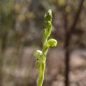 Hymenochilus cycnocephalus at Cowra, NSW - 30 Aug 2024