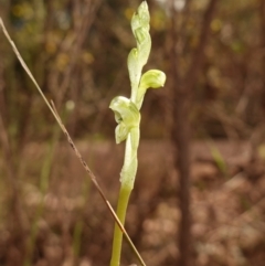 Hymenochilus cycnocephalus at Cowra, NSW - 30 Aug 2024