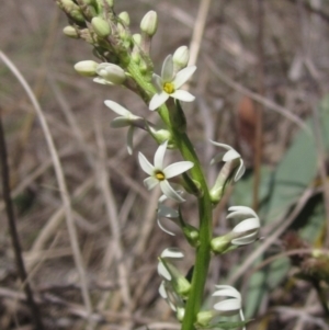 Stackhousia monogyna at Latham, ACT - 1 Sep 2024