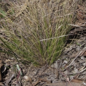 Nassella trichotoma at Latham, ACT - 1 Sep 2024