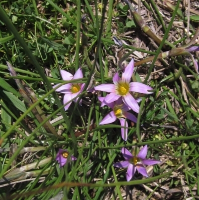 Romulea rosea var. australis (Onion Grass) at Latham, ACT - 1 Sep 2024 by pinnaCLE