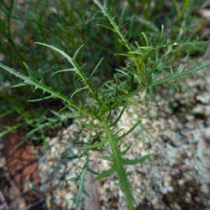 Isotoma axillaris at Bumbaldry, NSW - 30 Aug 2024 01:13 PM