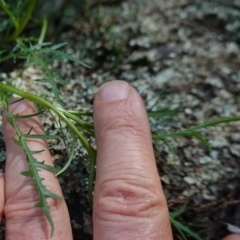 Isotoma axillaris at Bumbaldry, NSW - 30 Aug 2024 01:13 PM