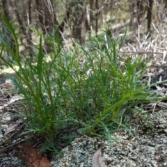 Isotoma axillaris at Bumbaldry, NSW - 30 Aug 2024