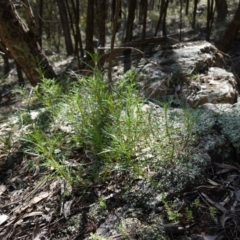 Isotoma axillaris at Bumbaldry, NSW - 30 Aug 2024 01:13 PM