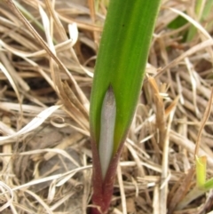 Thelymitra sp. (A Sun Orchid) at Latham, ACT - 27 Aug 2024 by pinnaCLE