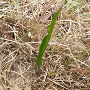 Thelymitra sp. at Latham, ACT - 27 Aug 2024