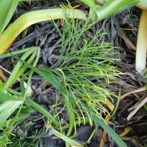 Psilotum nudum at Kiama, NSW - 2 Sep 2024