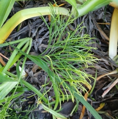 Psilotum nudum (Skeleton Fork-fern) at Kiama, NSW - 2 Sep 2024 by plants