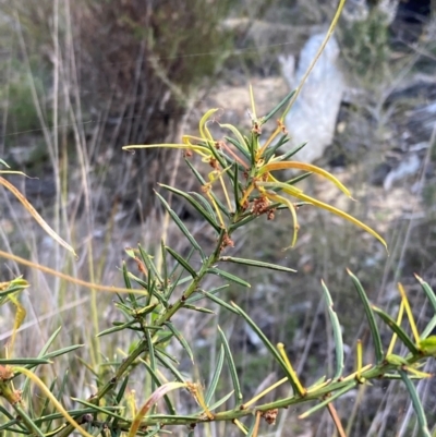 Acacia genistifolia (Early Wattle) at Bumbaldry, NSW - 30 Aug 2024 by AnneG1