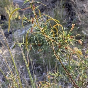 Acacia genistifolia at Bumbaldry, NSW - 30 Aug 2024