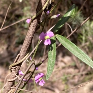 Glycine clandestina at Cowra, NSW - 30 Aug 2024 12:16 PM