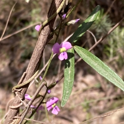 Glycine clandestina (Twining Glycine) at Cowra, NSW - 30 Aug 2024 by AnneG1