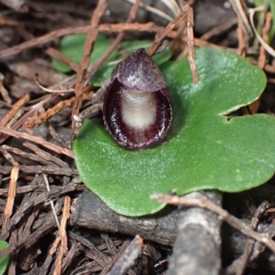 Corysanthes incurva (Slaty Helmet Orchid) by AnneG1