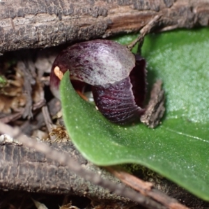 Corysanthes incurva at suppressed - 30 Aug 2024