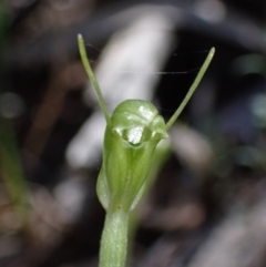 Pterostylis nana (Dwarf Greenhood) at Cowra, NSW - 30 Aug 2024 by AnneG1