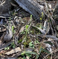 Diplodium nanum (ACT) = Pterostylis nana (NSW) at Cowra, NSW - suppressed