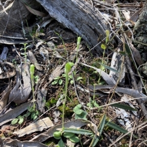 Diplodium nanum (ACT) = Pterostylis nana (NSW) at Cowra, NSW - suppressed