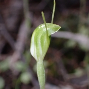 Diplodium nanum (ACT) = Pterostylis nana (NSW) at Cowra, NSW - suppressed