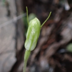 Diplodium nanum (ACT) = Pterostylis nana (NSW) at Cowra, NSW - suppressed