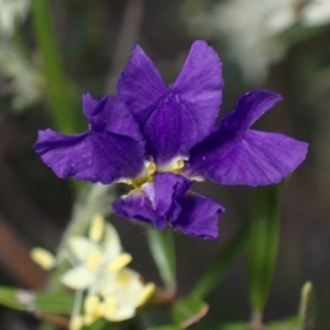 Dampiera lanceolata at Bumbaldry, NSW - 30 Aug 2024