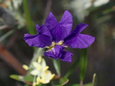 Dampiera lanceolata (Lance-leaf Dampiera) at Bumbaldry, NSW - 30 Aug 2024 by AnneG1