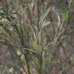 Dampiera lanceolata at Bumbaldry, NSW - 30 Aug 2024 02:40 PM