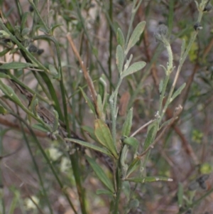 Dampiera lanceolata at Bumbaldry, NSW - 30 Aug 2024