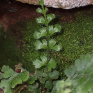 Asplenium subglandulosum at Bumbaldry, NSW - 30 Aug 2024