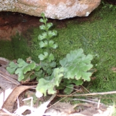 Asplenium subglandulosum at Bumbaldry, NSW - 30 Aug 2024 01:15 PM