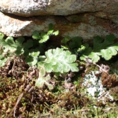 Asplenium subglandulosum at Bumbaldry, NSW - 30 Aug 2024 01:15 PM