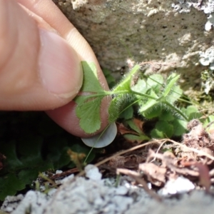 Asplenium subglandulosum at Bumbaldry, NSW - 30 Aug 2024