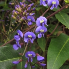 Hardenbergia comptoniana (Native Wisteria) at Acton, ACT - 25 Aug 2024 by pinnaCLE