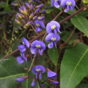 Hardenbergia comptoniana at Acton, ACT - 25 Aug 2024 11:25 AM