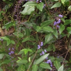 Hardenbergia comptoniana at Acton, ACT - 25 Aug 2024 11:25 AM