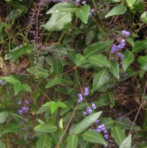 Hardenbergia comptoniana at Acton, ACT - 25 Aug 2024 11:25 AM