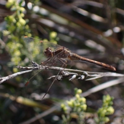 Unidentified Dragonfly (Anisoptera) at Bumbaldry, NSW - 30 Aug 2024 by AnneG1