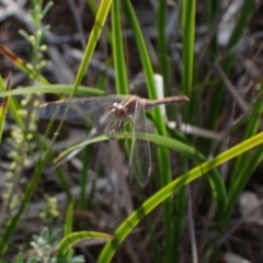 Diplacodes bipunctata at Bumbaldry, NSW - 30 Aug 2024 02:42 PM