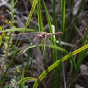 Diplacodes bipunctata at Bumbaldry, NSW - 30 Aug 2024