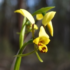 Diuris goonooensis (Western Donkey Orchid) at Bumbaldry, NSW - 30 Aug 2024 by RobG1