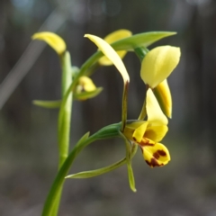 Diuris goonooensis at Bumbaldry, NSW - suppressed